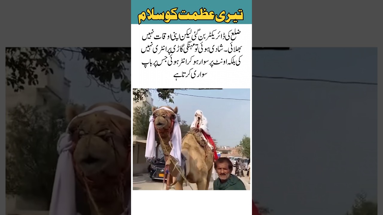 District Director Unique Wedding Entry 🐪✨ | Tradition with Pride 