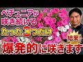 【ペチュニア切り戻し】３つのポイントを押さえるだけで爆咲きします！【園芸】【ガーデニング】