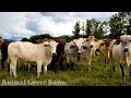 Herd Of Cows Mooing At Night|Kids Cow Videos | Kids Cow Video With Mooing Sound Without Music