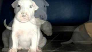 Bull Terrier Puppies 2007 Koncordias