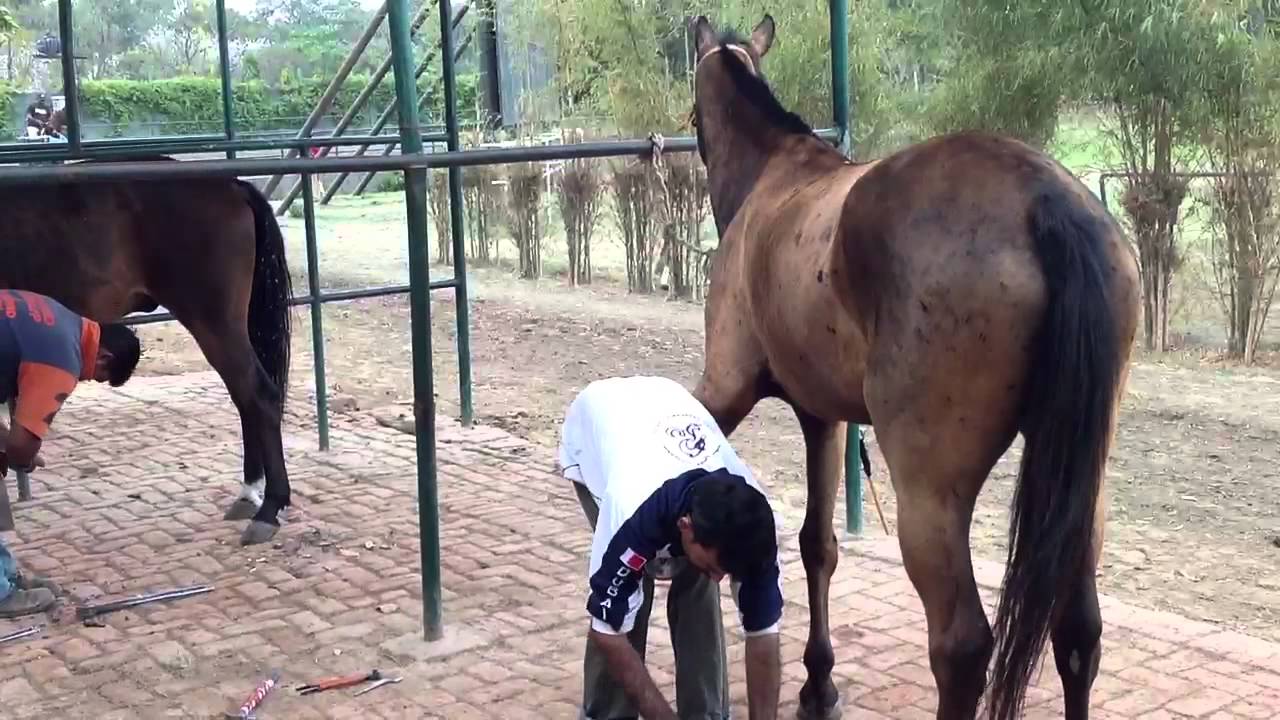 Horse shoeing YouTube