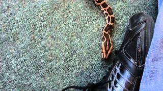 Burmese python out for a stroll