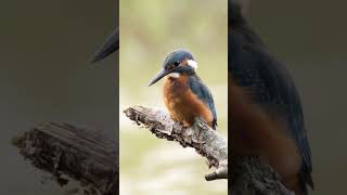 Lietajúci drahokam / Rybarik riečny / Kingfisher