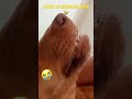 Perrito intoxicado se despide de su dueño 😭 lo envenenaron 😞