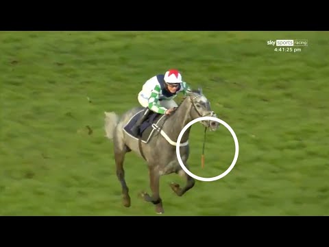 Vidéo: AraAppaloosa Horse Race Hypoallergénique, Santé Et Durée De Vie