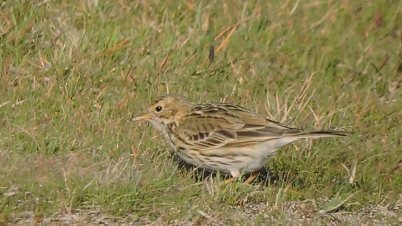 Meadow Pipit, Pispola (Anthus pratensis) 