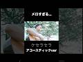 ケセラセラのアコースティックverが好きすぎる...キリンさんありがとう #大森元貴  #ミセスグリーンアップル  #ケセラセラ  #アコースティック