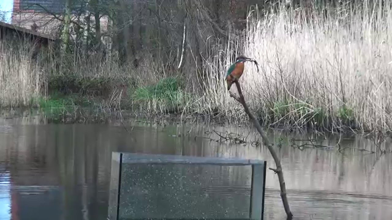 IJsvogel Hut 1 Kalmthout