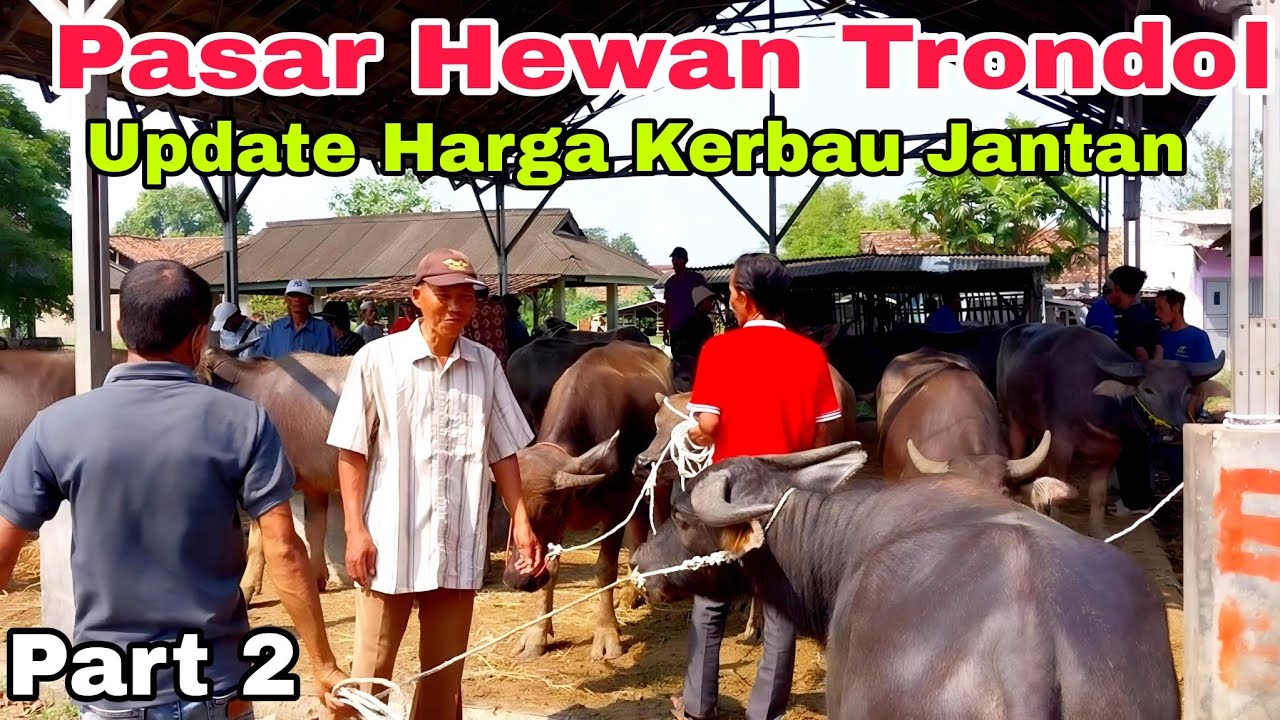 PART 2 ! Terbaru Update Harga Kerbau Jantan,Pasar Hewan Trondol,Kota Serang Banten