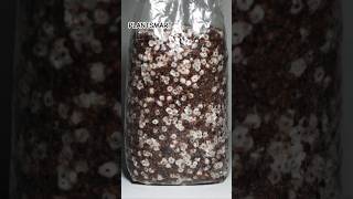 The SCIENCE Behind Mushroom Spore Germination and Seed Production