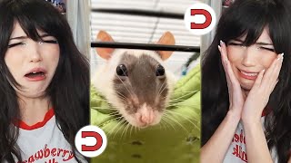 Emiru Gets Jumpscared By A Rat Net Worth