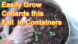 Growing Collard Greens in Containers from Seeds this Fall is Easy!