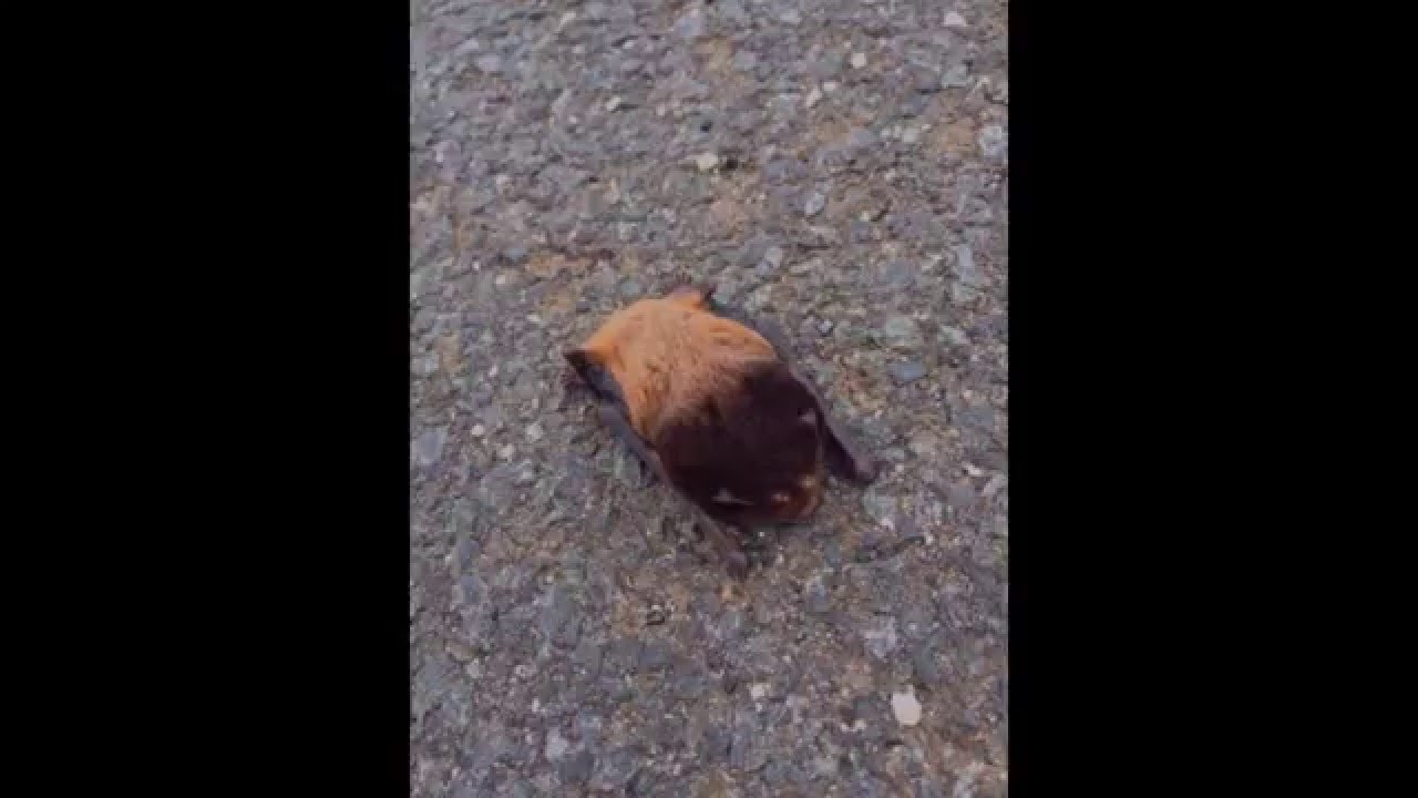 Rescue and Release of Microbat - short