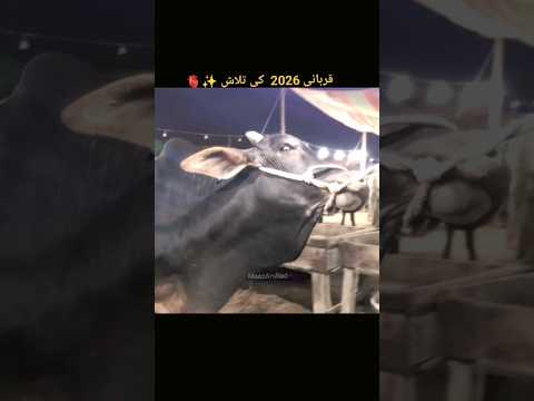 Qurbani 2026 #cow #jawarimandi #eiduladha #onthisday #bull #foryou #mandi2026 #viral  #cowmandi