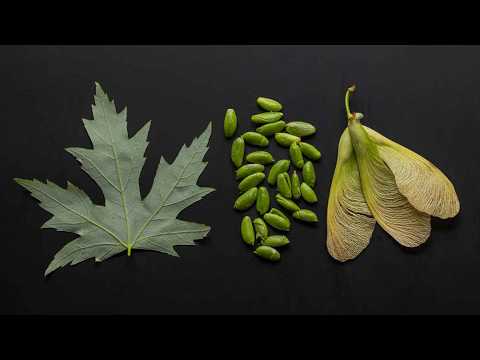 I Tried Eating Maple Seeds — Here’s What You Need to Know
