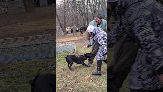 🔥Bitten by a pit bull.  Dog training GUARD.  Odessa 2024.