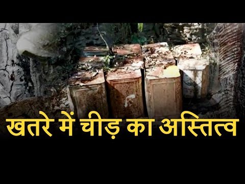 वीडियो: चीड़ के नीचे का अखाड़ा