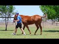 Magic Millions 2026: Lot 1000 Best of Bordeaux x Asteroidea