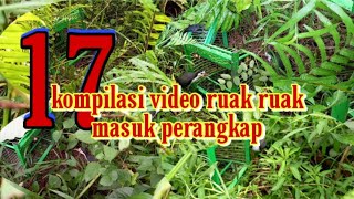 Mikat ruak ruak.kompilasi video ruak ruak masuk perangkap