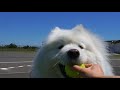 宝物を見つけて絶対に離さないサモエド犬