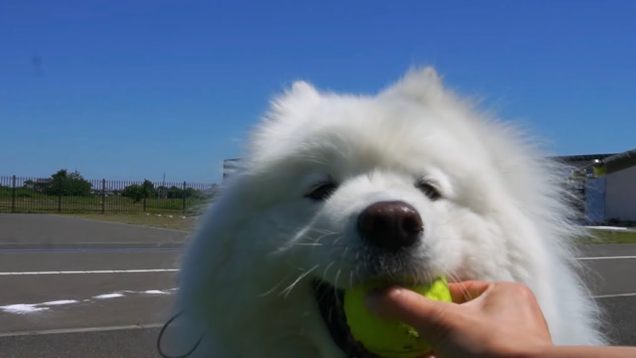 宝物を見つけて絶対に離さないサモエド犬
