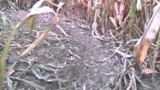 N-B Video: KOA corn maze opens for season