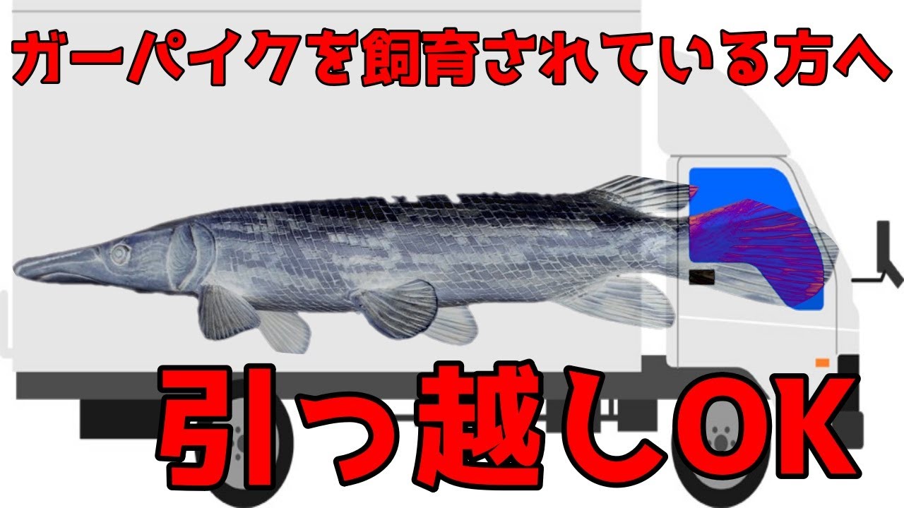特定外来生物 転売 移動を禁止されてるガーパイクを運ぶ方法 Youtube