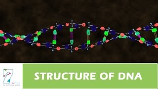 STRUCTURE OF DNA PART 2