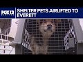 Shelter pets airlifted to Everett | FOX 13 Seattle
