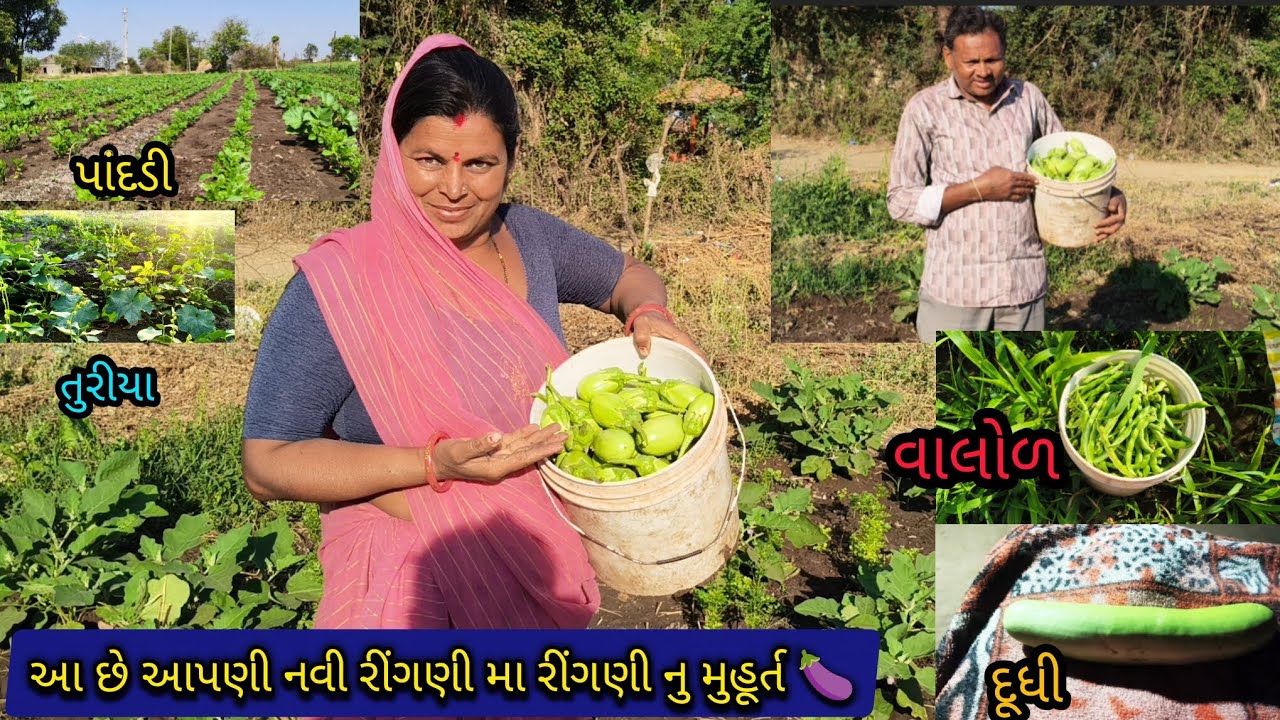 આ છે આપણી નવી રીંગણી માં રીંગણી નું મુહૂર્ત 🍆🤗🥰🍆