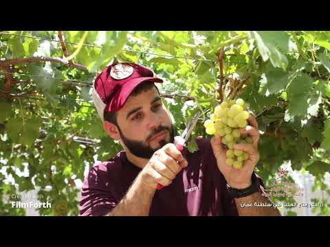 زراعة وانتاج العنب في سلطنة عمان