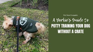 A Yorkie’s Guide to Potty Training Your Dog WITHOUT a Crate #pottytraining #cratetraining #dogs by Wet Nose Escapades  130 views 8 months ago 1 minute, 38 seconds