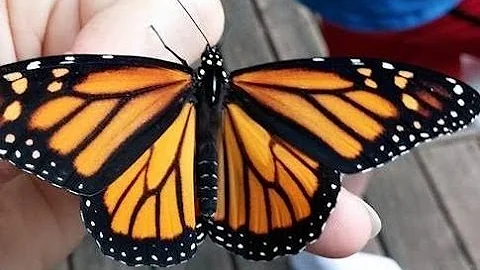 Monarch Life Cycle Transformations
