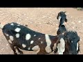 as cabras de Antônio Rufino do sítio mamoeiro veja a situação.