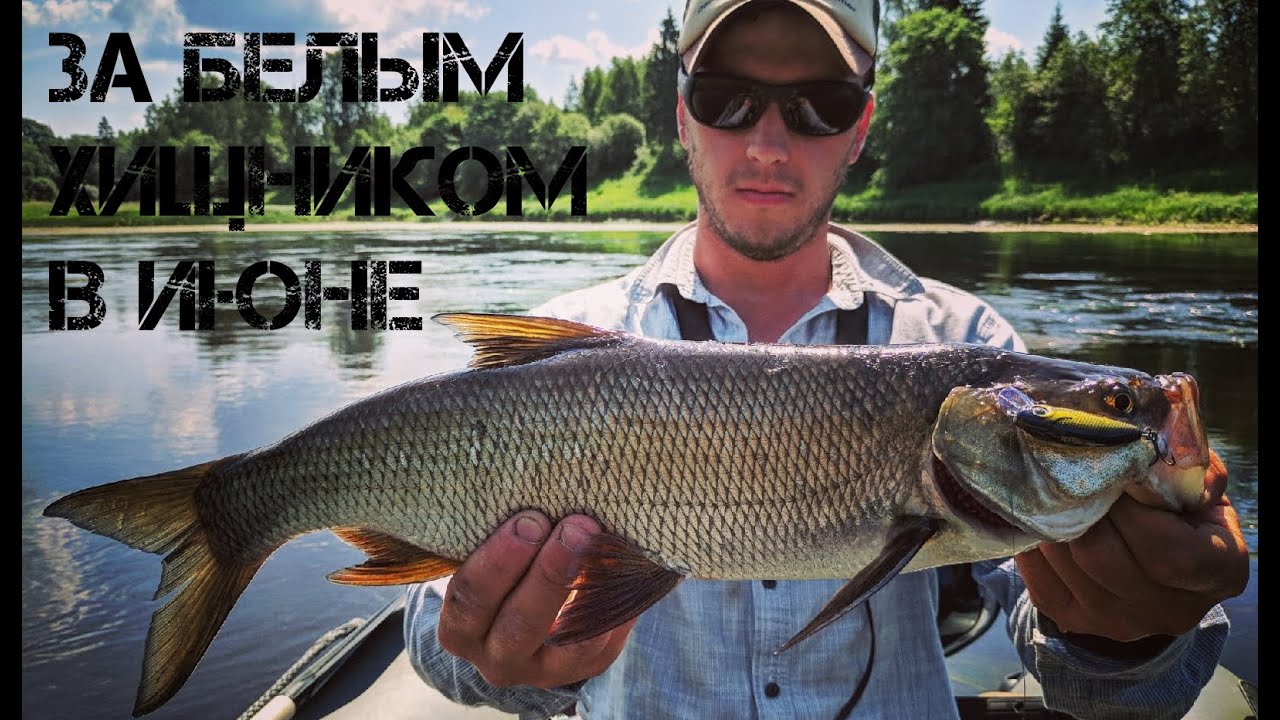 Хищник рыба волга