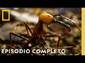 Ejército de Hormigas | Viajes Salvajes | Nat Geo en Español