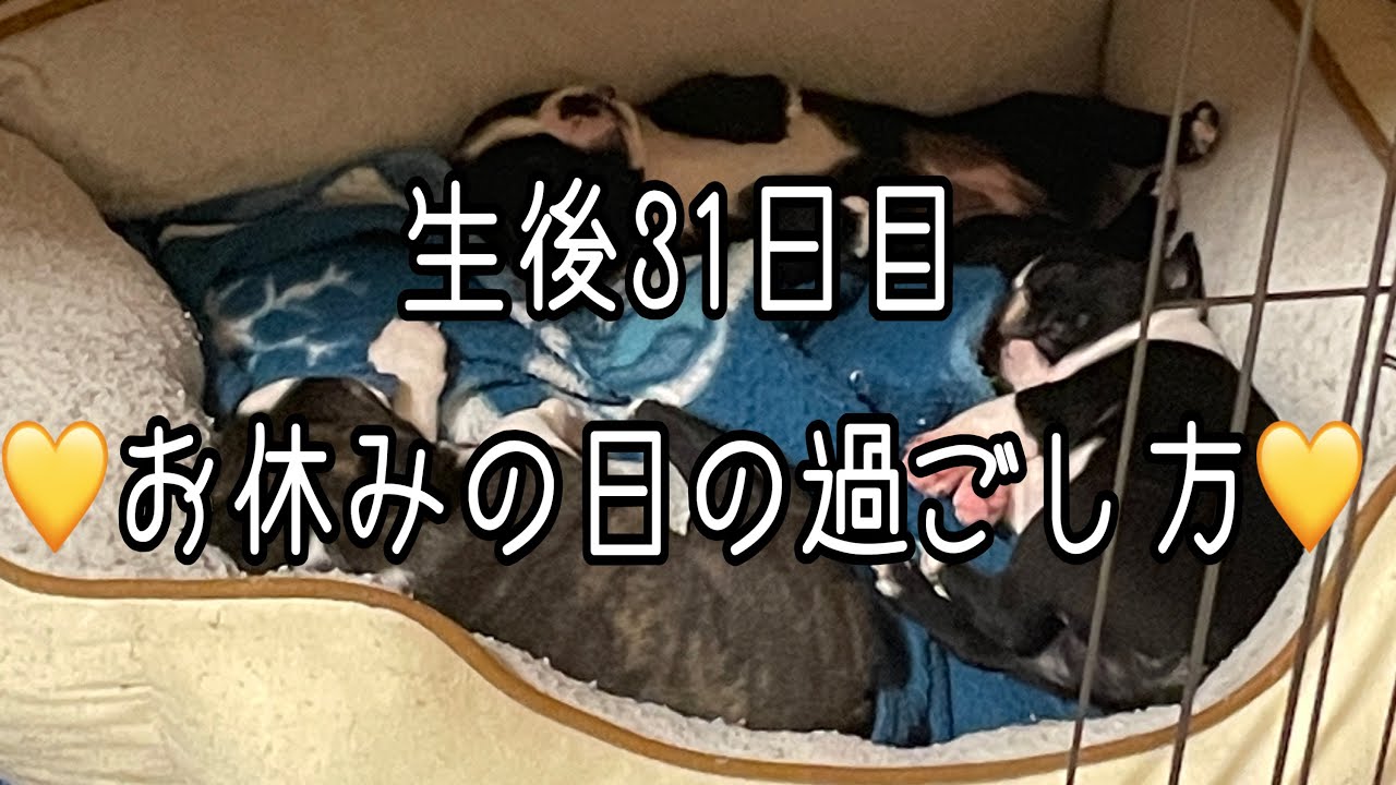 【ボストンテリアVlog #9】ノンちゃんベビ達の休日ルーティン🐶🐶🐶💖