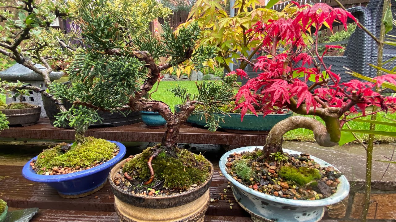 Japanese Maple Bonsai in Development YouTube