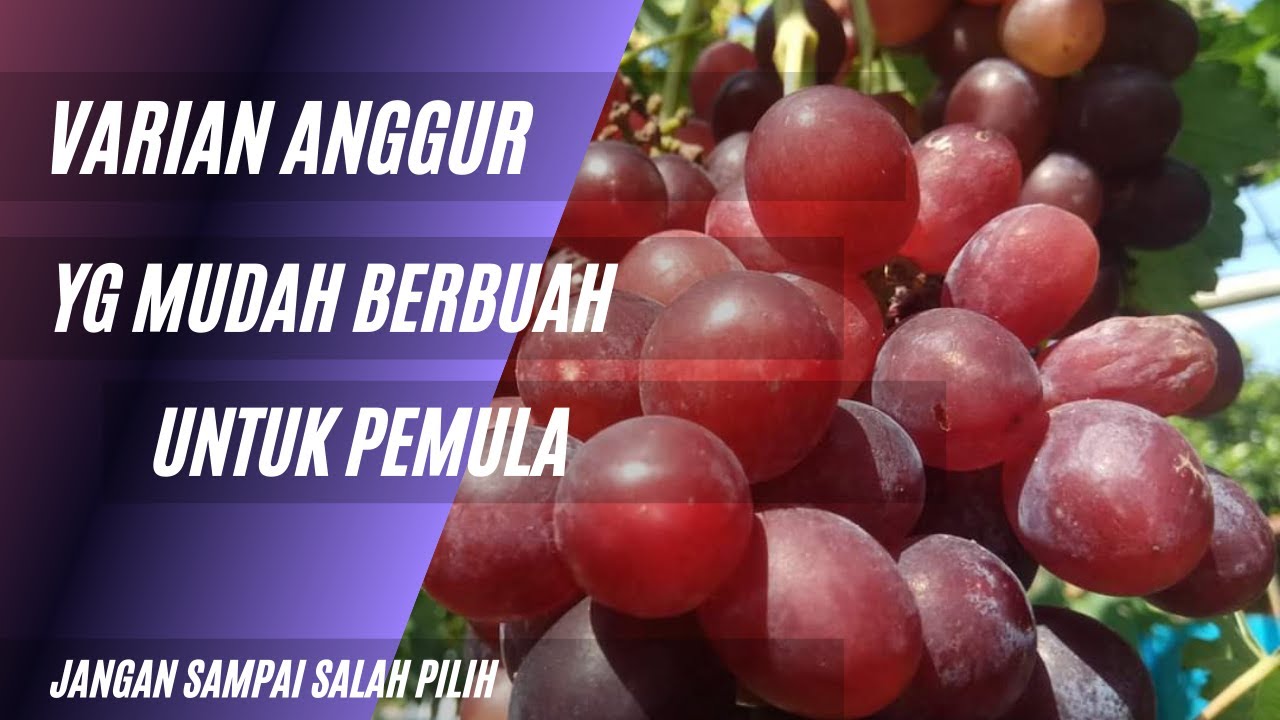 varian anggur yg mudah berbuah di indonesia cocok  untuk pemula