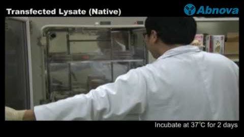 Transfected Lysate (Native)