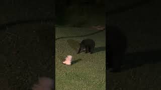 Bear spray