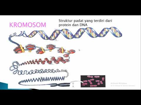 GEN, DNA DAN KROMOSOM - PENGANTAR MATERI GENETIK
