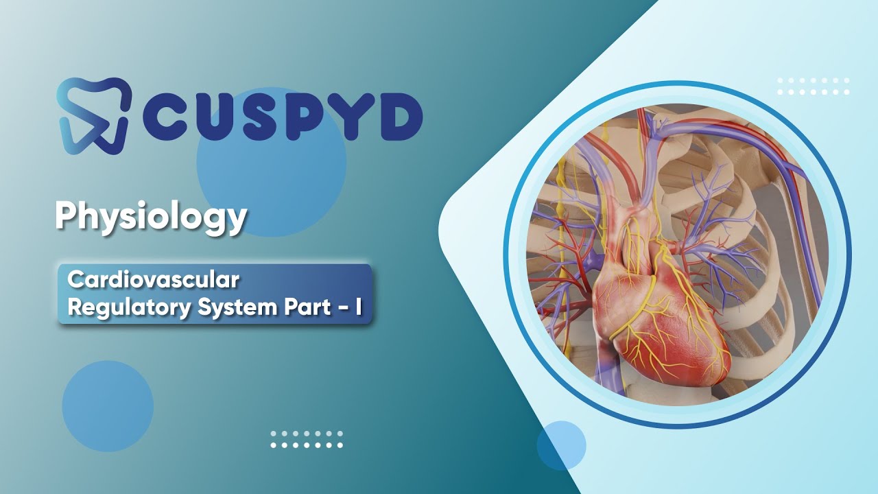 Physiology - Cardiovascular physiology - Cardiovascular Regulatory System - Cardiac Innervation