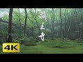 [4K] 祇王寺　夏 　京都の庭園　Gio-ji Temple [4K] The Gardens of Kyoto Japan