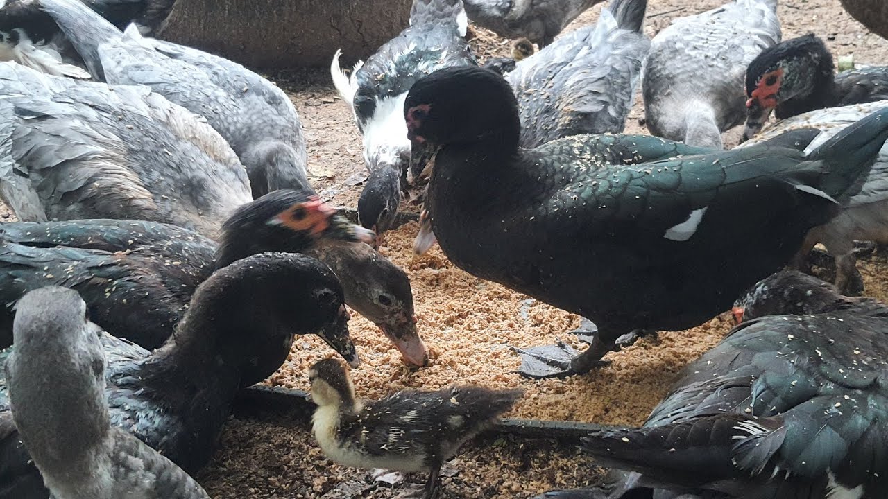 เป็ดกินอาหารอะไร!? เปิดสูตรเด็ดเคล็ด(ไม่)ลับ