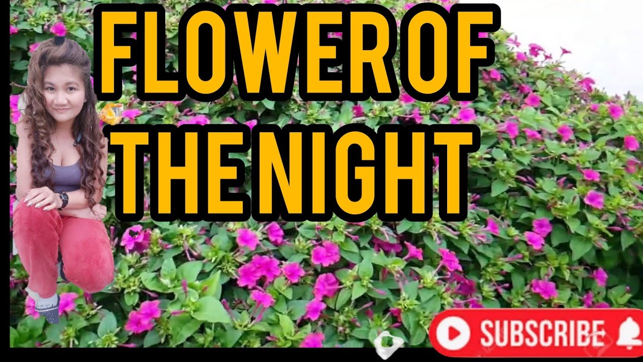 The Rare Wild Beautiful Flower of the Night