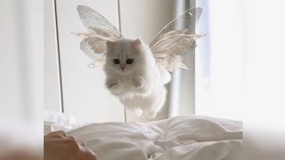 Smile Butterfly(speed up)♡