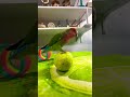 Bird Training:smart lovebird parrot l smart little cute parrot #training#smartparrot#cute