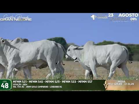 LOTE 48