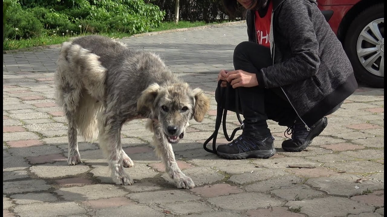 Homeless Dog Runs Toward Us Trying To Ask For Help